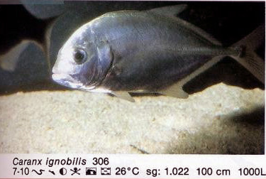 Caranx ignobilis